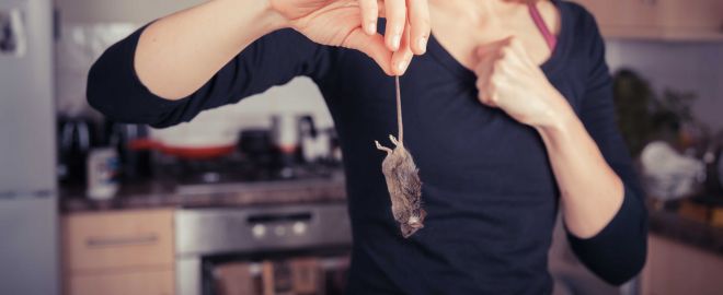 5 tips to keep your home pest-free